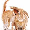 image Cute cat and rabbit slide puzzle