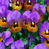 image Jigsaw: Purple Pansies