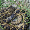 imagen Ball Python Jigsaw