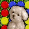 image Cute Puppy Match