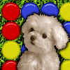 imagen Cute Puppy Match