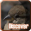 image Discover: Bold Birds