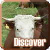 image Discover: Farm Animals