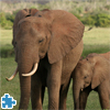 image African Elephants