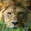image African Lion