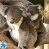 image Australian Koala Bears
