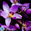 image Beautiful Orchids Jigsaw