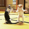 imagen crazy dancing cat