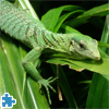 image Emerald Tree Monitor Jigsaw