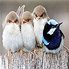 image Four cute bird slide puzzle