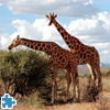 image Giraffes Jigsaw Puzzle