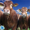 image Gorgeous Cows Jigsaw