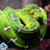 image Green Snake