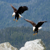 image Jigsaw: Bald Eagles