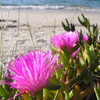 imagen Jigsaw: Beach Flowers