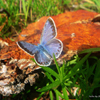 image Jigsaw: Blue Butterfly