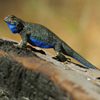 image Jigsaw: Blue Lizard