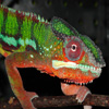 image Jigsaw: Chameleon