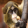 image Jigsaw: De Brazza Monkey