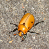 image Jigsaw: Grapevine Beetle