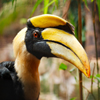 imagen Jigsaw: Great Hornbill