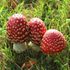 image Jigsaw: Huddled Mushrooms