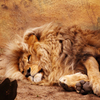 image Jigsaw: Lying Lion
