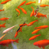 image Jigsaw: Orange Fish