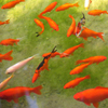 imagen Jigsaw: Orange Fish