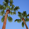 image Jigsaw: Palm Trees