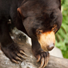 image Jigsaw: Sun Bear