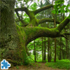 image Mighty Oak Jigsaw