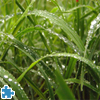 imagen Morning Dew On Grass