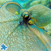 image Octopus Jigsaw