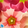 image Primula Jigsaw Puzzle