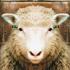 image sheep jigsaw puzzle