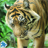 image Tiger Jigsaw Puzzle