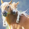 imagen Two horse slide puzzle