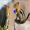 image Two squirrel slide puzzle